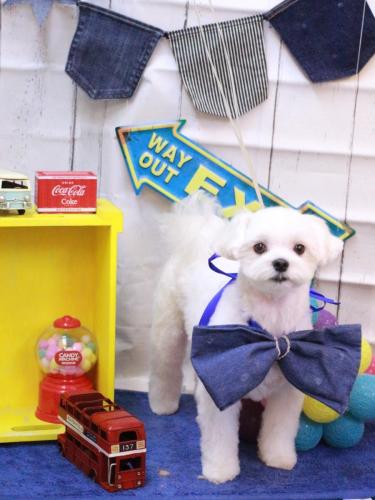 20230423まるちゃん